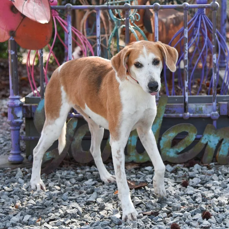 Southpaw thumbnail 4