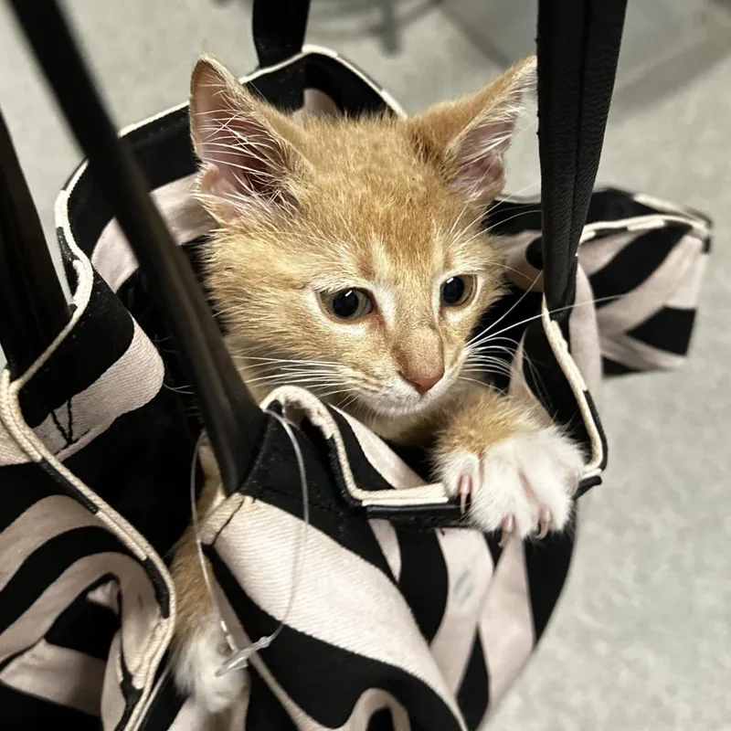 A baby small-sized male Buff / Tan / Fawn Domestic Short Hair cat named Sand Worm for adoption in Hinsdale, IL