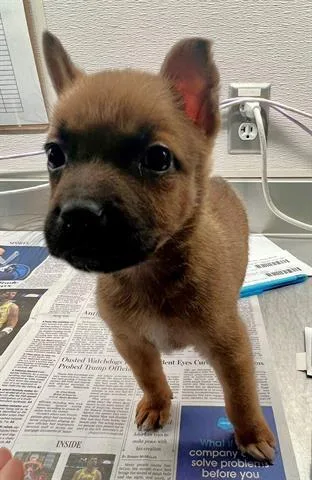 A baby small-sized female Chihuahua dog named Serenity for adoption in Houston, TX