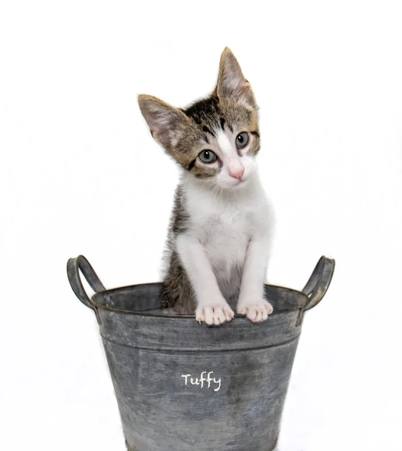 A baby small-sized male Domestic Short Hair cat named Tuffy for adoption in Hot Springs Village, AR