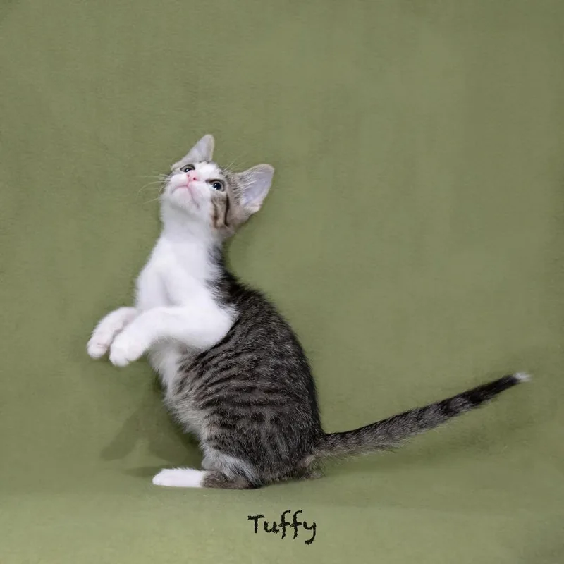 Tuffy thumbnail 2