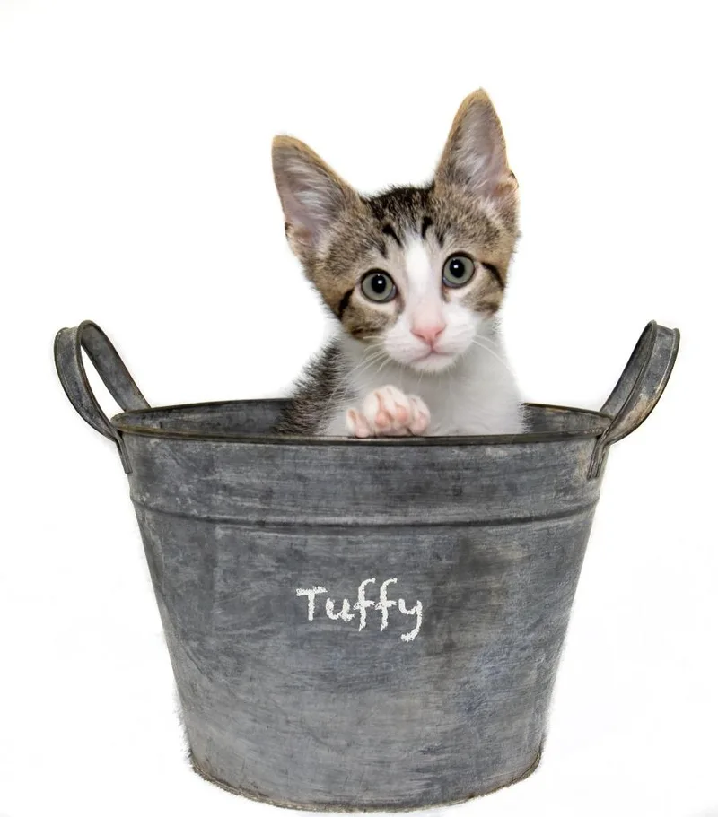 Tuffy thumbnail 3