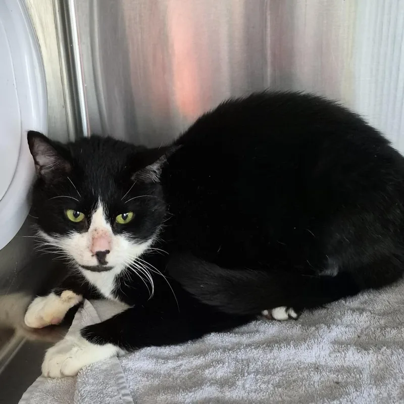 An adult medium-sized male Black Domestic Short Hair cat named Pop for adoption in Natick, MA