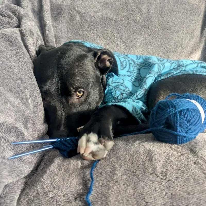 A young medium-sized male Tricolor (Brown, Black, & White) Pit Bull Terrier dog named Larry for adoption in Grand Rapids, MI