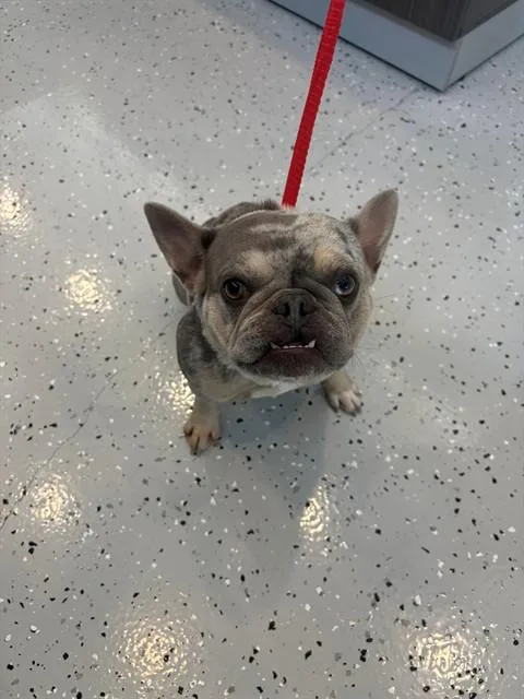An adult small-sized female French Bulldog dog named Gremlin for adoption in Forney, TX