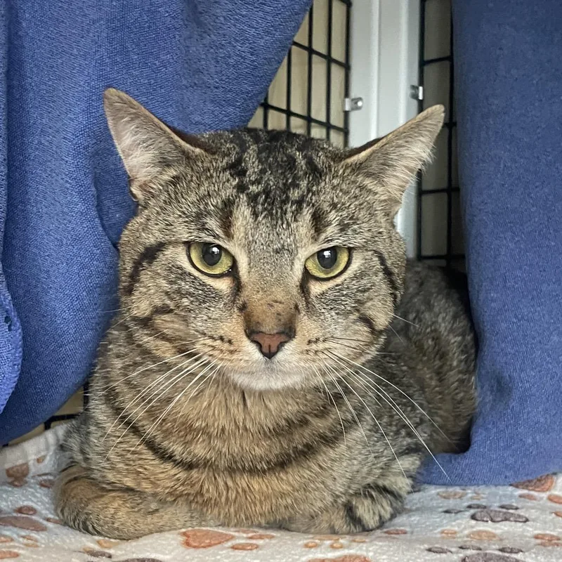 An adult medium-sized male Brown / Chocolate Domestic Short Hair cat named Colm for adoption in Chicago, IL