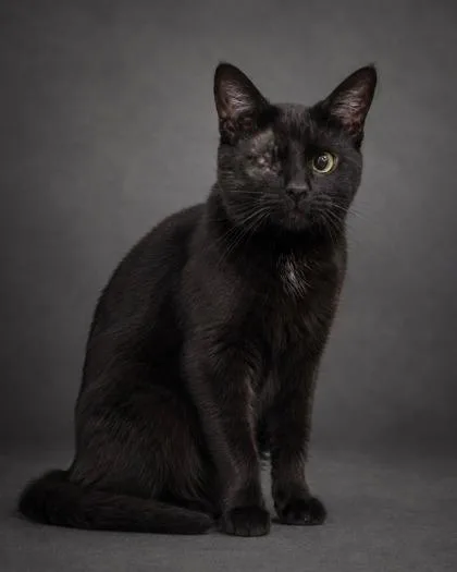 Bagheera
