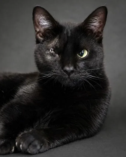 Bagheera thumbnail 2