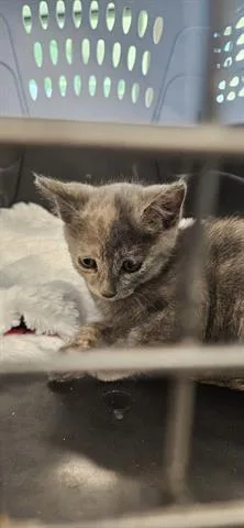 A baby small-sized female Domestic Short Hair cat named Crypto for adoption in San Martin, CA