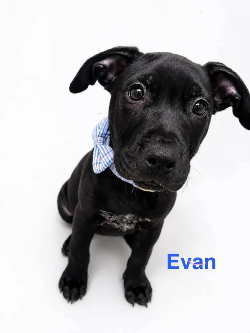 Evan