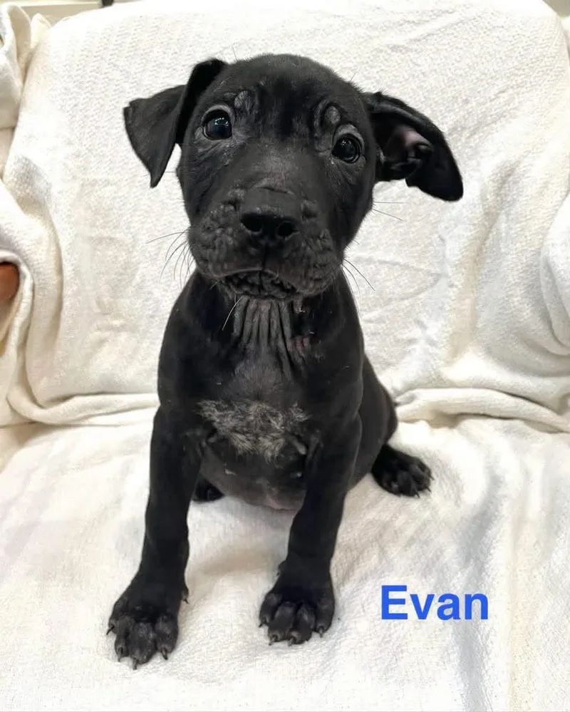 Evan thumbnail 2