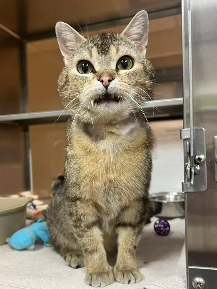 An adult medium-sized male Brown / Chocolate Domestic Short Hair cat named Brackenfur for adoption in Plover, WI