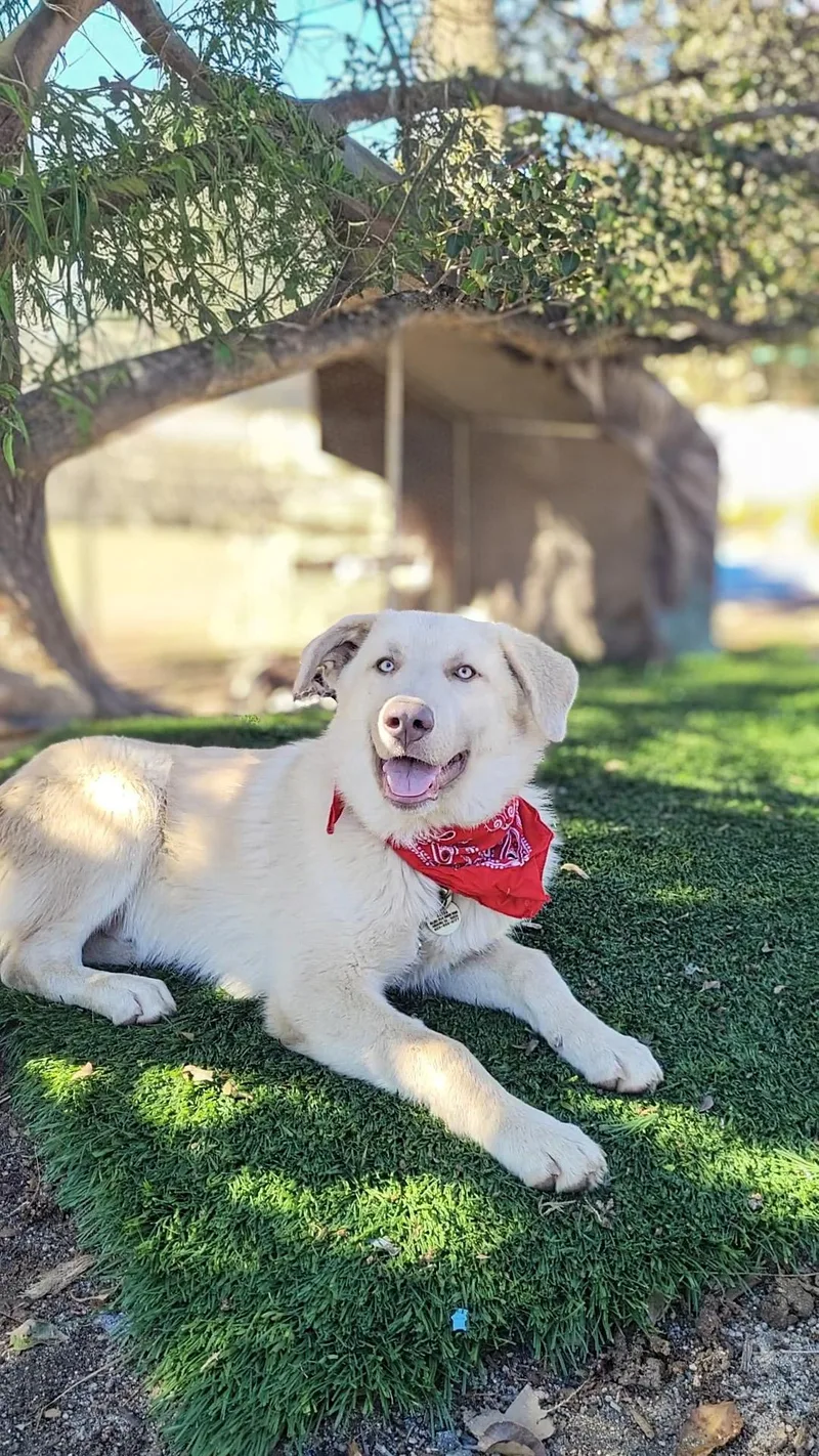 A baby large-sized male Labrador Retriever dog named Pidi for adoption in Anza, CA