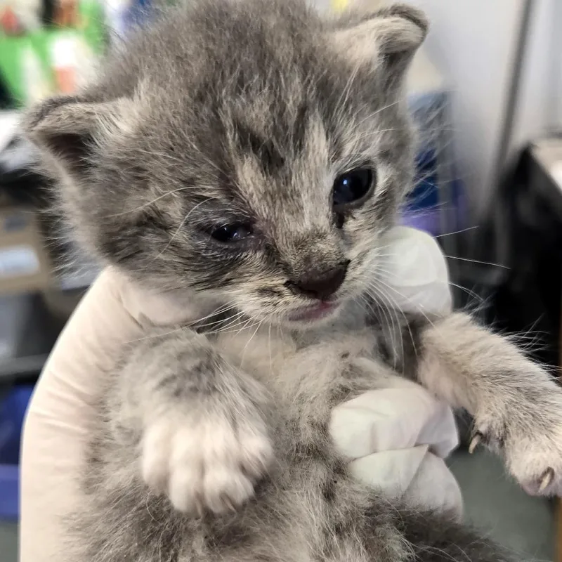 A baby small-sized female Gray / Blue / Silver Domestic Short Hair cat named Jocelyn for adoption in Clearwater, FL