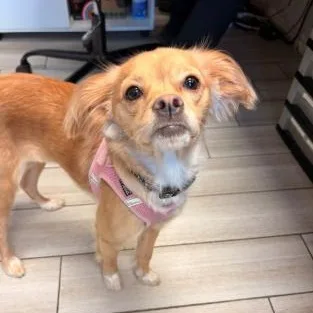 A young small-sized female Cavalier King Charles Spaniel dog named Zoey for adoption in Stamford , CT