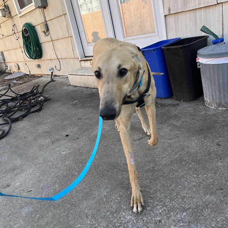 An adult large-sized male Yellow / Tan / Blond / Fawn Greyhound dog named Chuck for adoption in Independence, MO