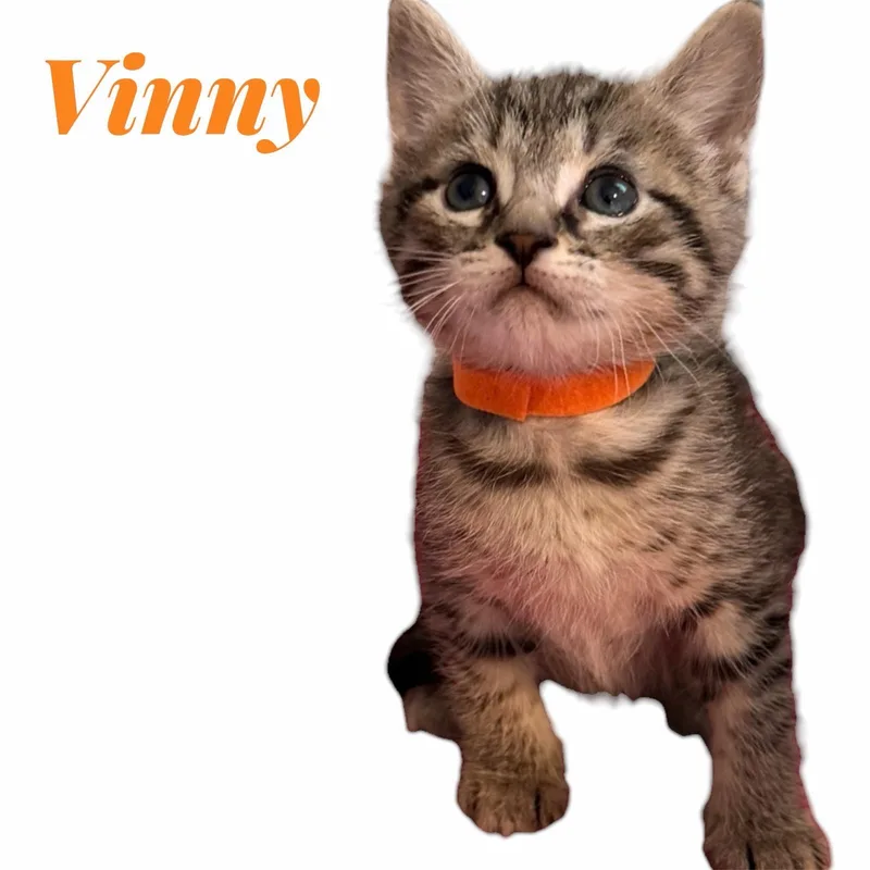 Baxter  Vinny 