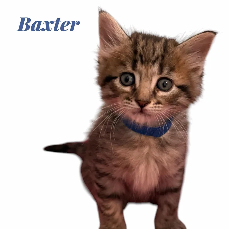 Baxter  Vinny  thumbnail 3