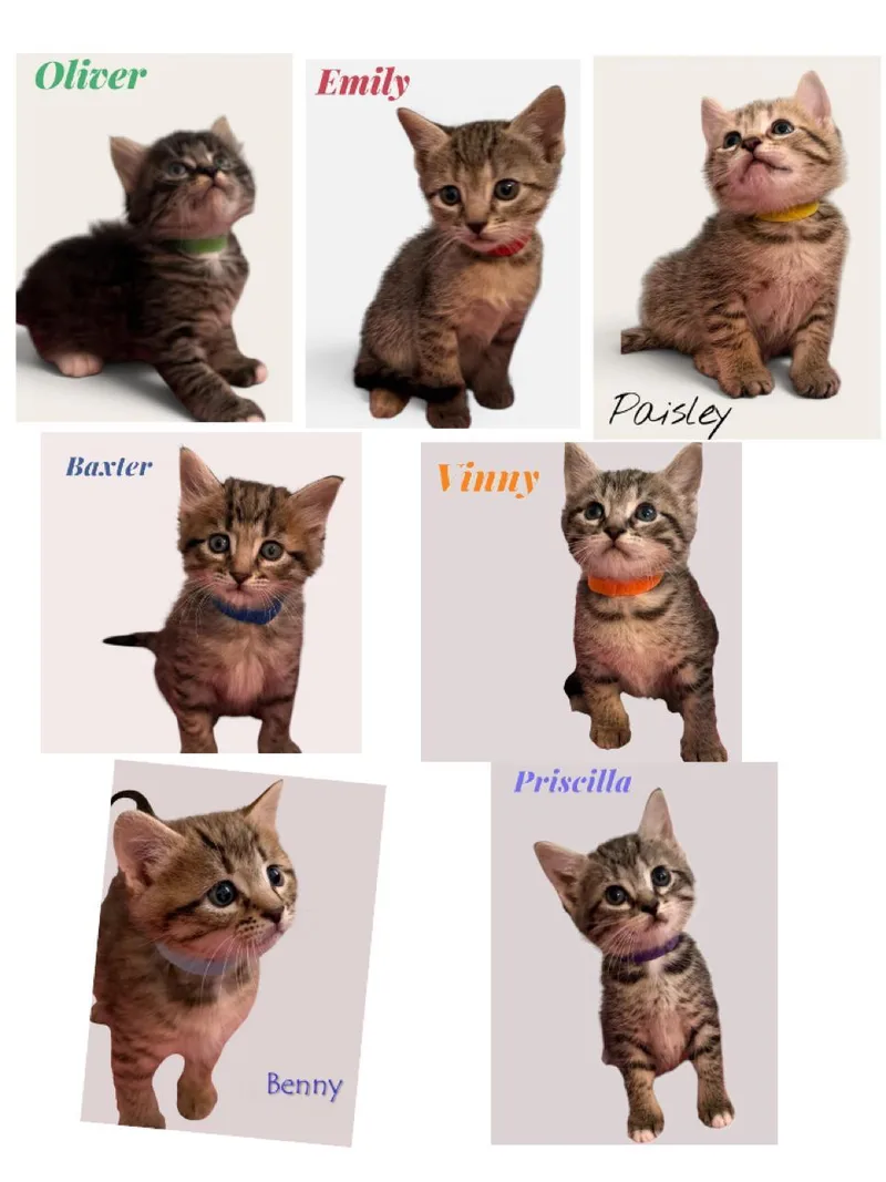 Baxter  Vinny  thumbnail 5
