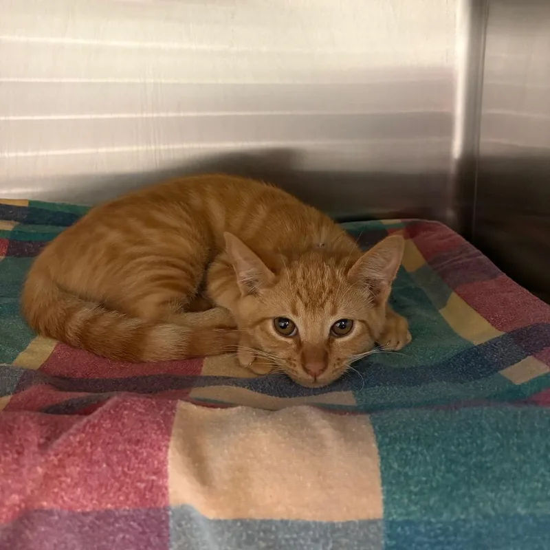 Sweet Potato thumbnail 2