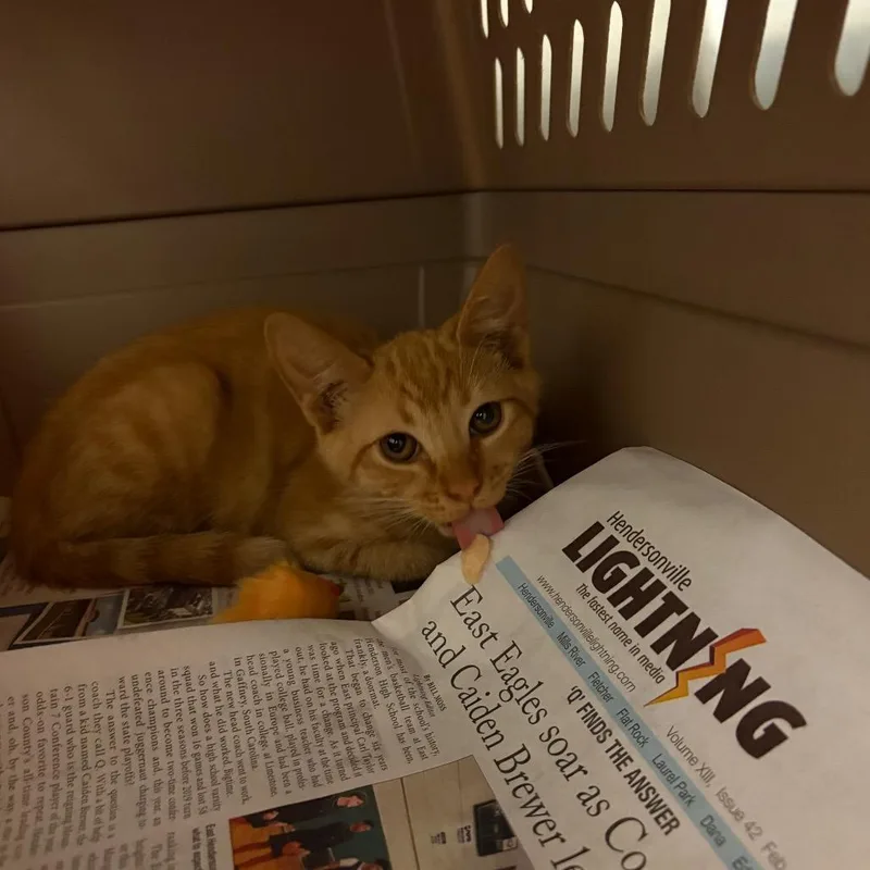 Sweet Potato thumbnail 3