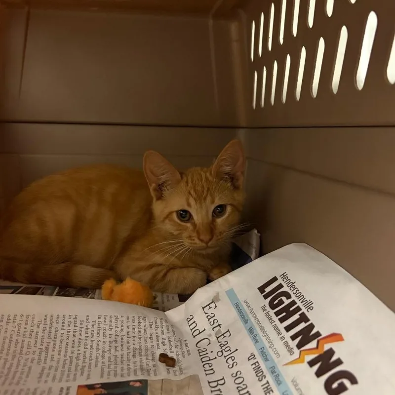 Sweet Potato thumbnail 4