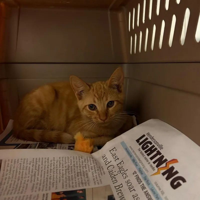 Sweet Potato thumbnail 5