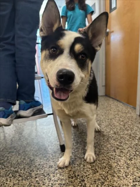 An adult large-sized male Border Collie dog named Leon for adoption in Tracy, CA