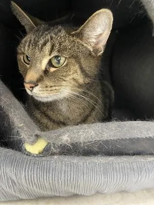 Sir Pebbles thumbnail 2