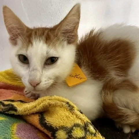 A baby medium-sized male Orange & White Tabby cat named Gunther Handsome and for adoption in Hoquiam, WA