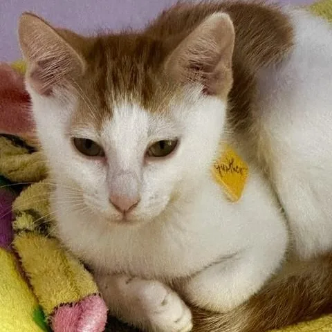 Gunther  Handsome and thumbnail 3