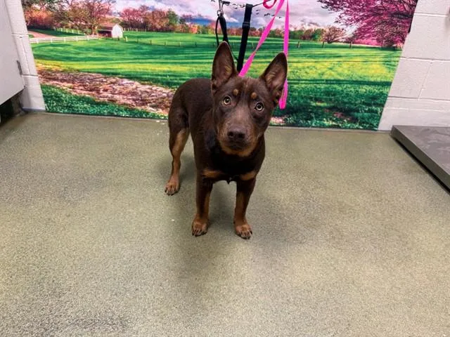 A young small-sized male Australian Cattle Dog / Blue Heeler dog named Walt for adoption in Moreno Valley, CA