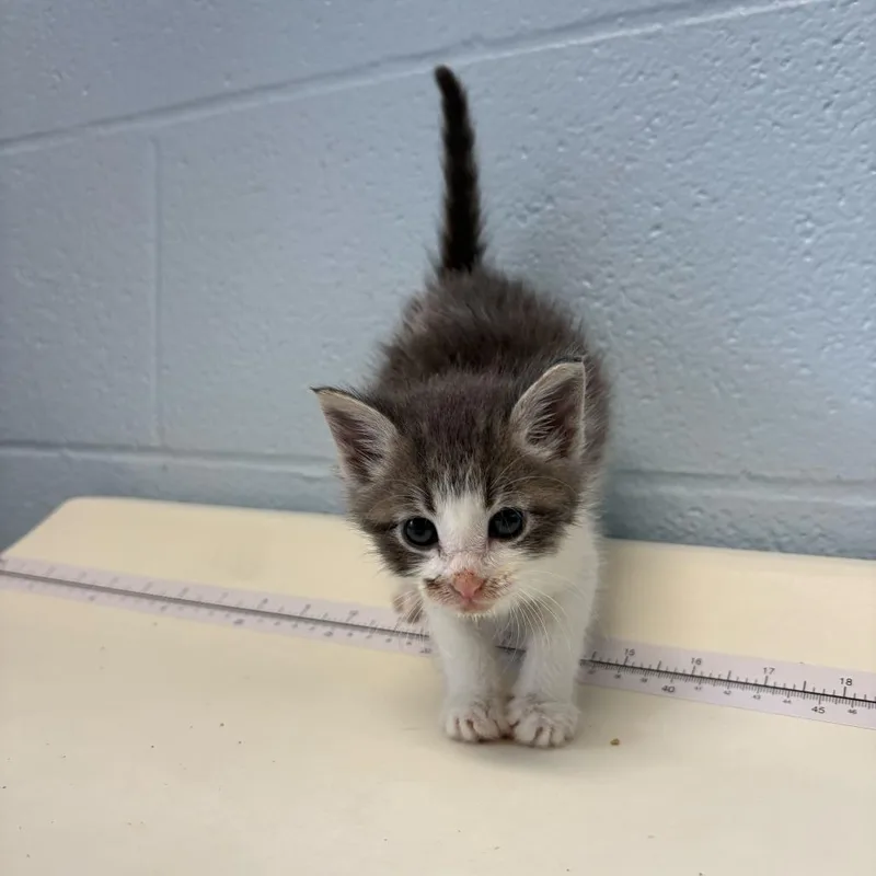 A baby small-sized female Gray / Blue / Silver Domestic Short Hair cat named Crimson Clover for adoption in Carencro, LA
