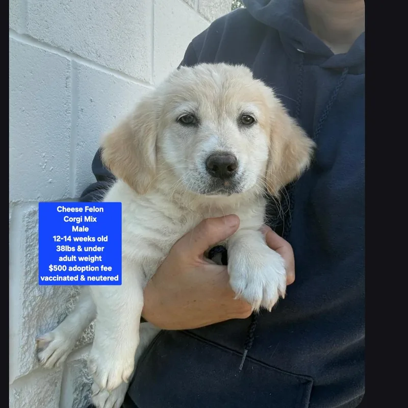 A baby medium-sized male Corgi dog named Cheese Felon for adoption in Oviedo, FL
