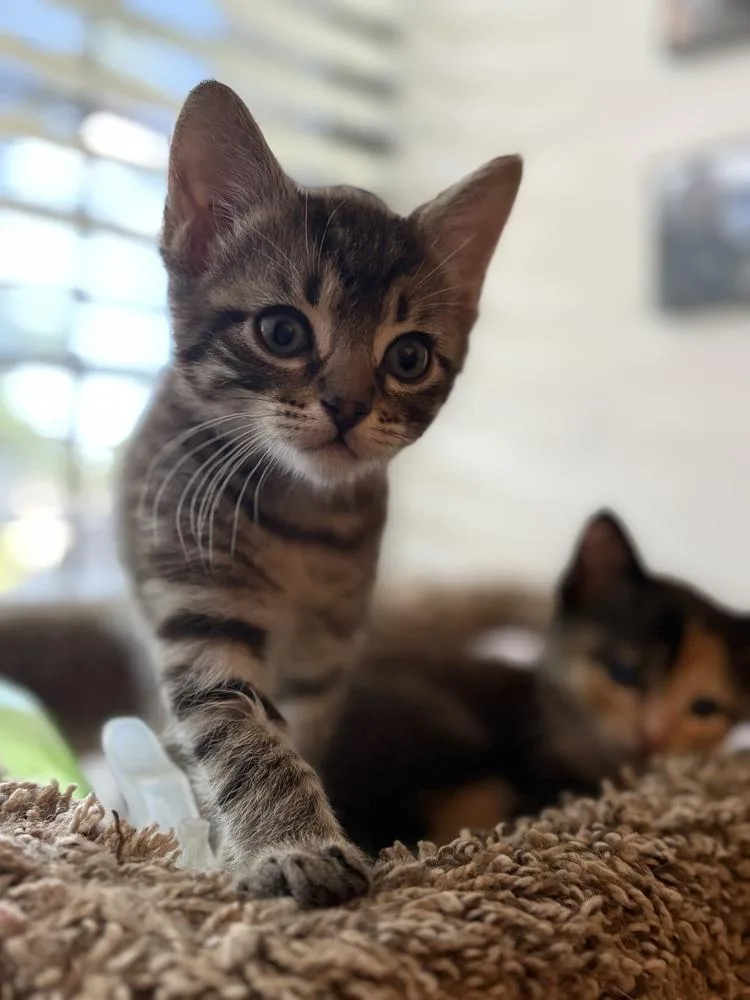 A baby small-sized male Buff / Tan / Fawn Tabby cat named Remy Ratatouille for adoption in Dallas, TX