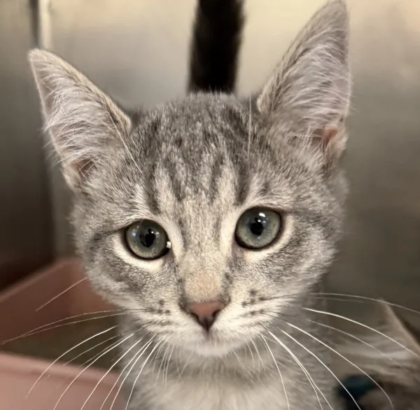 A baby medium-sized female Domestic Medium Hair cat named Danica for adoption in Napa, CA