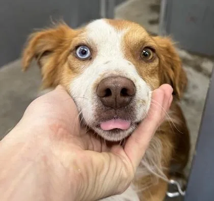 An adult medium-sized male Australian Shepherd dog named Jack Jack for adoption in Redmond, OR