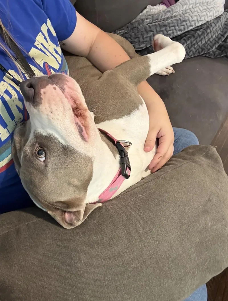 An adult medium-sized female Gray / Blue / Silver American Bully dog named Lovey for adoption in Houston, TX