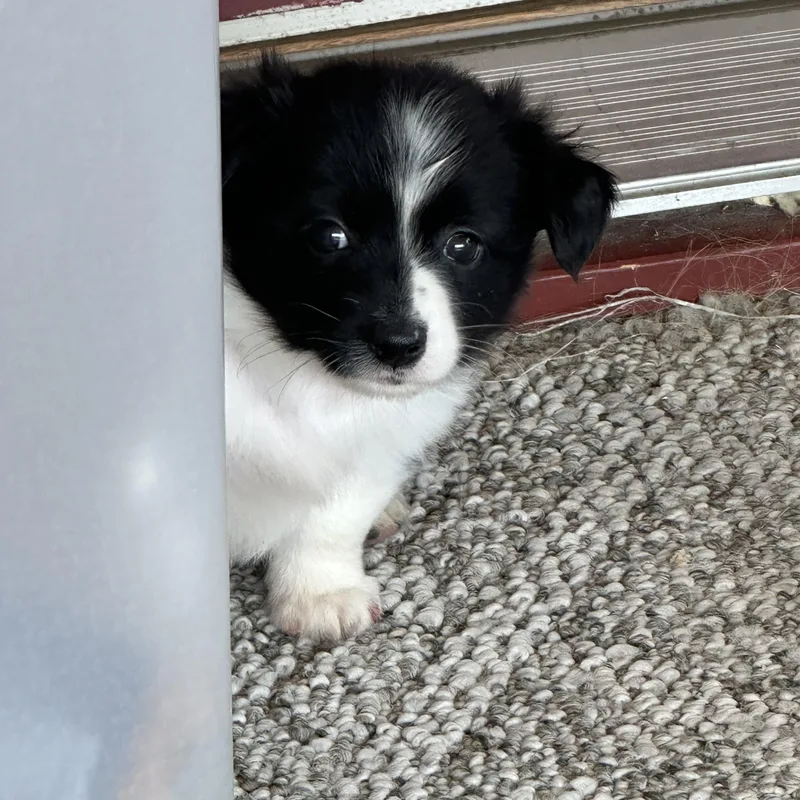 A baby small-sized male Black Pomeranian dog named Skunk for adoption in Clinton Twp, MI
