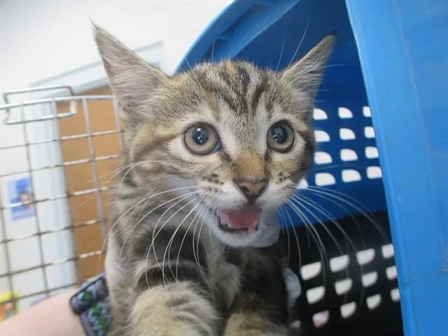 A baby small-sized female Domestic Short Hair cat named Sherah for adoption in Ocala, FL