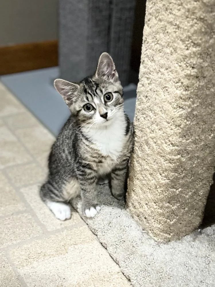 A baby small-sized female Domestic Short Hair cat named Ella for adoption in Duxbury, MA