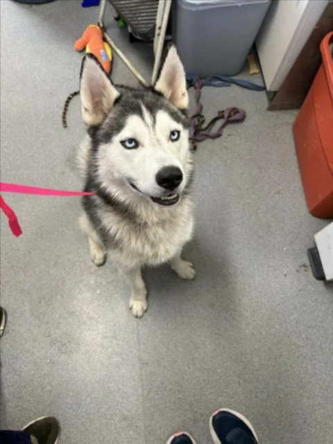 An adult large-sized male Siberian Husky dog named A for adoption in Olivehurst, CA