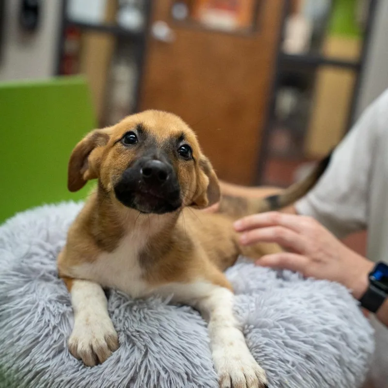 A baby medium-sized female Yellow / Tan / Blond / Fawn Hound dog named Paramore for adoption in Gainesville, GA