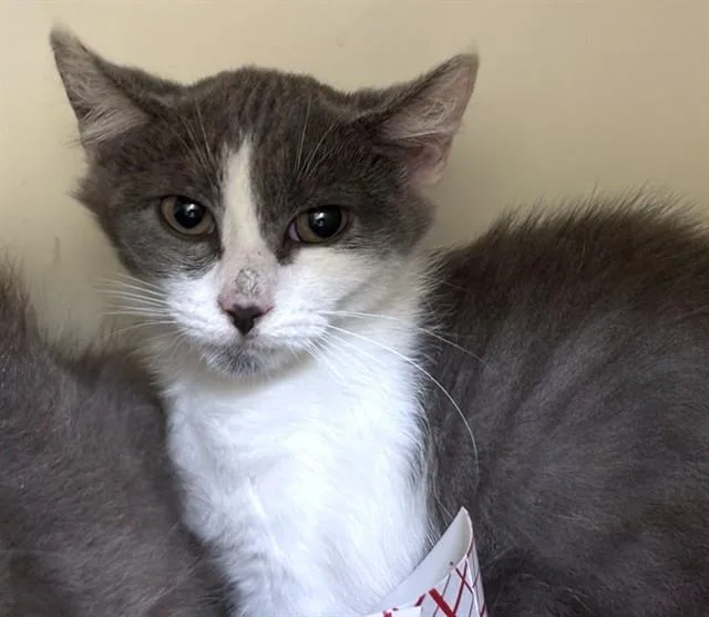 A baby medium-sized female Domestic Long Hair cat named Eliza for adoption in Dedham, MA