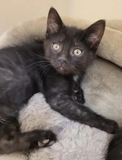 A baby small-sized male Domestic Short Hair cat named Pepper for adoption in Kalispell, MT
