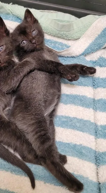 Pepper thumbnail 2