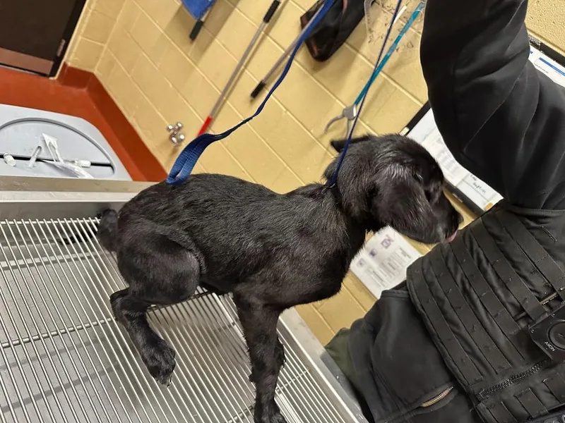 A baby small-sized female Labrador Retriever dog named Chaquila for adoption in Douglasville, GA