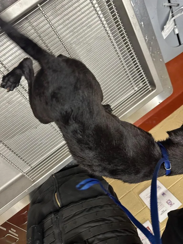 Chaquila thumbnail 2