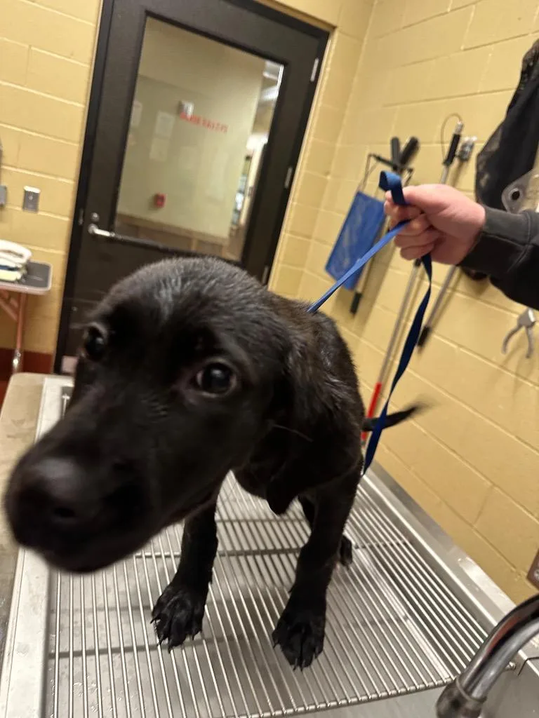 Chaquila thumbnail 4