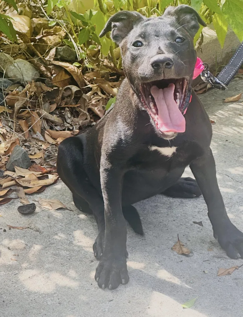 A baby medium-sized female Labrador Retriever dog named Charlotte for adoption in San Antonio, TX